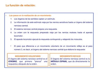 Los pasos en la realización de un movimiento: Los órganos de los sentidos captan un estímulo. La información de este estímulo viaja por los nervios sensitivos hasta un órgano del sistema nervioso central. El sistema nervioso central prepara una respuesta. La orden con la respuesta preparada viaja por los nervios motores hasta el aparato locomotor. El aparato locomotor ejecuta la respuesta contrayendo y relajando los músculos. El paso que diferencia a un movimiento voluntario de un movimiento reflejo es el paso número 3, es decir, el órgano del sistema nervioso central que elabora la respuesta: La función de relación: MOVIMIENTO VOLUNTARIO El órgano del sistema nervioso central es el  CEREBRO , que primero “piensa” una respuesta y después da la orden. MOVIMIENTO REFLEJO El órgano del sistema nervioso central es la  MÉDULA ESPINAL , que da directamente la orden. 