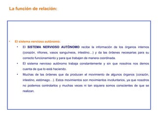 El sistema nervioso autónomo: El  SISTEMA NERVIOSO AUTÓNOMO  recibe la información de los órganos internos (corazón, riñones, vasos sanguíneos, intestino…) y da las órdenes necesarias para su correcto funcionamiento y para que trabajen de manera coordinada. El sistema nervioso autónomo trabaja constantemente y sin que nosotros nos demos cuenta de que lo está haciendo. Muchas de las órdenes que da producen el movimiento de algunos órganos (corazón, intestino, estómago…). Estos movimientos son movimientos involuntarios, ya que nosotros no podemos controlarlos y muchas veces ni tan siquiera somos conscientes de que se realizan. La función de relación: 