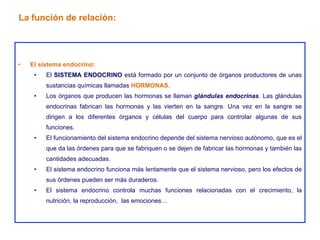 El sistema endocrino: El  SISTEMA ENDOCRINO  está formado por un conjunto de órganos productores de unas sustancias químicas llamadas  HORMONAS . Los órganos que producen las hormonas se llaman  glándulas endocrinas . Las glándulas endocrinas fabrican las hormonas y las vierten en la sangre. Una vez en la sangre se dirigen a los diferentes órganos y células del cuerpo para controlar algunas de sus funciones. El funcionamiento del sistema endocrino depende del sistema nervioso autónomo, que es el que da las órdenes para que se fabriquen o se dejen de fabricar las hormonas y también las cantidades adecuadas. El sistema endocrino funciona más lentamente que el sistema nervioso, pero los efectos de sus órdenes pueden ser más duraderos. El sistema endocrino controla muchas funciones relacionadas con el crecimiento, la nutrición, la reproducción,  las emociones… La función de relación: 