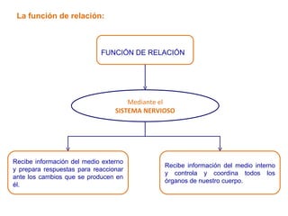 La función de relación: Recibe información del medio externo y prepara respuestas para reaccionar ante los cambios que se producen en él. FUNCIÓN DE RELACIÓN Recibe información del medio interno y controla y coordina todos los órganos de nuestro cuerpo. Mediante el SISTEMA NERVIOSO 