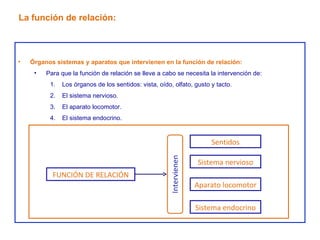 Órganos sistemas y aparatos que intervienen en la función de relación: Para que la función de relación se lleve a cabo se necesita la intervención de: Los órganos de los sentidos: vista, oído, olfato, gusto y tacto. El sistema nervioso. El aparato locomotor. El sistema endocrino. La función de relación: FUNCIÓN DE RELACIÓN Sistema nervioso Sistema endocrino Aparato locomotor Sentidos 