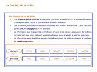Los órganos de los sentidos: Los  órganos de los sentidos  son órganos que están en contacto con el exterior de nuestro cuerpo para poder captar lo que ocurre en el medio ambiente. Los estímulos producidos en el medio ambiente (luz, sonido, temperatura…) son captados por las  células receptoras  de los sentidos. La información que llega por los estímulos es enviada a los órganos adecuados del sistema nervioso para que estos elaboren una respuesta que luego enviarán al aparato locomotor. La información viaja desde los sentidos hasta los órganos del sistema nervioso a través de los  nervios sensitivos . La función de relación: OLFATO GUSTO TACTO NARIZ LENGUA PIEL VISTA OÍDO OJO OÍDO SENTIDOS ÓRGANOS 