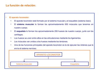 El aparato locomotor: El aparato locomotor está formado por el sistema muscular y el esqueleto (sistema óseo). El  sistema muscular  lo forman los aproximadamente 650 músculos que tenemos en nuestro cuerpo. El  esqueleto  lo forman los aproximadamente 200 huesos de nuestro cuerpo, junto con los cartílagos. Los huesos se unen entre ellos en las articulaciones mediante los ligamentos. Los músculos van unidos a los huesos mediante los tendones. Una de las funciones principales del aparato locomotor es la de ejecutar las órdenes que le envía el sistema nervioso. La función de relación: APARATO LOCOMOTOR Sistema muscular Esqueleto 