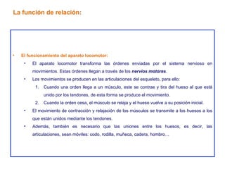 El funcionamiento del aparato locomotor: El aparato locomotor transforma las órdenes enviadas por el sistema nervioso en movimientos. Estas órdenes llegan a través de los  nervios motores . Los movimientos se producen en las articulaciones del esqueleto, para ello: Cuando una orden llega a un músculo, este se contrae y tira del hueso al que está unido por los tendones, de esta forma se produce el movimiento. Cuando la orden cesa, el músculo se relaja y el hueso vuelve a su posición inicial. El movimiento de contracción y relajación de los músculos se transmite a los huesos a los que están unidos mediante los tendones. Además, también es necesario que las uniones entre los huesos, es decir, las articulaciones, sean móviles: codo, rodilla, muñeca, cadera, hombro… La función de relación: 