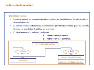La función de relación: SISTEMA NERVIOSO Neuronas Sistema nervioso central Sistema nervioso periférico Formado por… Se divide en… 