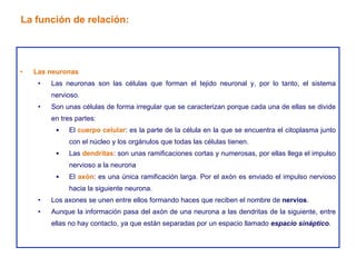 Las neuronas Las neuronas son las células que forman el tejido neuronal y, por lo tanto, el sistema nervioso. Son unas células de forma irregular que se caracterizan porque cada una de ellas se divide en tres partes: El  cuerpo celular : es la parte de la célula en la que se encuentra el citoplasma junto con el núcleo y los orgánulos que todas las células tienen. Las  dendritas : son unas ramificaciones cortas y numerosas, por ellas llega el impulso nervioso a la neurona El  axón : es una única ramificación larga. Por el axón es enviado el impulso nervioso hacia la siguiente neurona. Los axones se unen entre ellos formando haces que reciben el nombre de  nervios . Aunque la información pasa del axón de una neurona a las dendritas de la siguiente, entre ellas no hay contacto, ya que están separadas por un espacio llamado  espacio sináptico . La función de relación: 