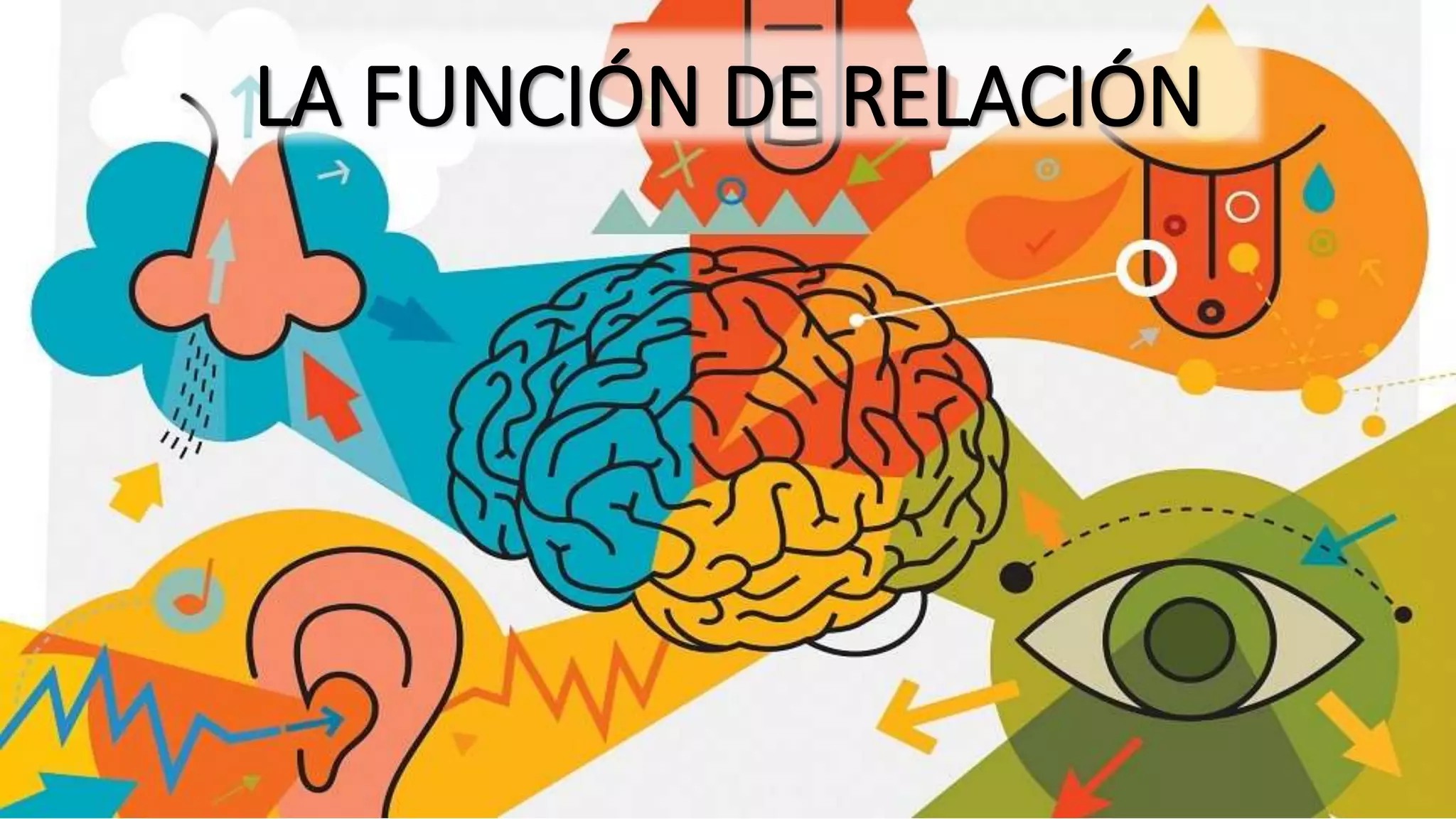 LA FUNCIÓN DE RELACIÓN: LOS SENTIDOS | PPTX