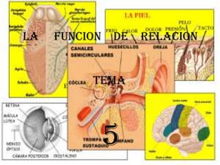 LA     FUNCION    DE    RELACION                       TEMA 5 