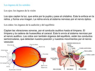 LosórganosdelossentidosLos ojos: los órganos de la visiónLos ojos captan la luz, que entra por la pupila y pasa al cristalino. Este la enfoca en la retina, y forma una imagen. La retina envía al sistema nervioso por el nervio óptico.Los oídos: los órganos de la audición y del equilibrioCaptan las vibraciones sonoras, por el conducto auditivo hasta el tímpano. El tímpano y la cadena de huesecillos al caracol. Este lo envía al sistema nervioso por el nervio auditivo. Los oídos son también órganos del equilibrio, están los conductos semicirculares, que detectan nuestra posición y nuestros movimientos por el nervio vesicular.