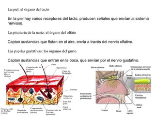 La piel: el órgano del tactoEn la piel hay varios receptores del tacto, producen señales que envían al sistema nervioso.La pituitaria de la nariz: el órgano del olfatoCaptan sustancias que flotan en el aire, envía a través del nervio olfativo.Las papilas gustativas: los órganos del gustoCaptan sustancias que entran en la boca, que envían por el nervio gustativo. 