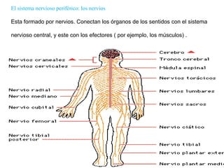  El cerebelo, controla nuestros movimientos y hace que mantengamos el equilibrio.