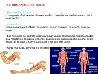El tronco encefálico, controla movimientos básicos para mantenernos con vida: la inspiración y la espiración, el latido cardiaco…La medula espinalEsta protegida por la columna vertebral. Elabora ordenes que llevan a cabo respuestas involuntarias o reflejas, nos permiten reaccionar de manera rápida y sin pensar.