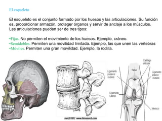 El sistema nervioso periférico: los nerviosEsta formado por nervios. Conectan los órganos de los sentidos con el sistema nervioso central, y este con los efectores ( por ejemplo, los músculos) .