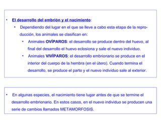El desarrollo del embrión y el nacimiento : Dependiendo del lugar en el que se lleve a cabo esta etapa de la repro- ducción, los animales se clasifican en: Animales  OVÍPAROS : el desarrollo se produce dentro del huevo, al final del desarrollo el huevo eclosiona y sale el nuevo individuo. Animales  VIVÍPAROS : el desarrollo embrionario se produce en el interior del cuerpo de la hembra (en el útero). Cuando termina el desarrollo, se produce el parto y el nuevo individuo sale al exterior. En algunas especies, el nacimiento tiene lugar antes de que se termine el desarrollo embrionario. En estos casos, en el nuevo individuo se producen una serie de cambios llamados METAMORFOSIS. 