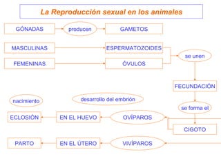 GÓNADAS GAMETOS MASCULINAS FEMENINAS ESPERMATOZOIDES ÓVULOS producen se unen FECUNDACIÓN se forma el CIGOTO ECLOSIÓN PARTO EN EL HUEVO EN EL ÚTERO OVÍPAROS VIVÍPAROS nacimiento La Reproducción sexual en los animales desarrollo del embrión 
