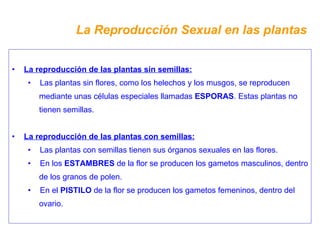 La Reproducción Sexual en las plantas La reproducción de las plantas sin semillas: Las plantas sin flores, como los helechos y los musgos, se reproducen mediante unas células especiales llamadas  ESPORAS . Estas plantas no tienen semillas. La reproducción de las plantas con semillas: Las plantas con semillas tienen sus órganos sexuales en las flores. En los  ESTAMBRES  de la flor se producen los gametos masculinos, dentro de los granos de polen. En el  PISTILO  de la flor se producen los gametos femeninos, dentro del ovario. 