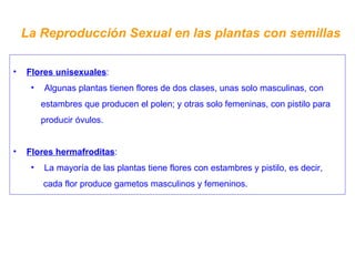 La Reproducción Sexual en las plantas con semillas Flores unisexuales : Algunas plantas tienen flores de dos clases, unas solo masculinas, con estambres que producen el polen; y otras solo femeninas, con pistilo para producir óvulos. Flores hermafroditas : La mayoría de las plantas tiene flores con estambres y pistilo, es decir, cada flor produce gametos masculinos y femeninos. 