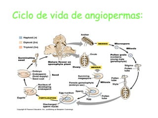 Ciclo de vida de angiopermas:   