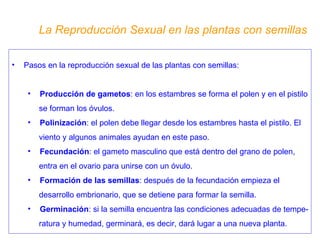 La Reproducción Sexual en las plantas con semillas Pasos en la reproducción sexual de las plantas con semillas: Producción de gametos : en los estambres se forma el polen y en el pistilo se forman los óvulos. Polinización : el polen debe llegar desde los estambres hasta el pistilo. El viento y algunos animales ayudan en este paso. Fecundación : el gameto masculino que está dentro del grano de polen, entra en el ovario para unirse con un óvulo. Formación de las semillas : después de la fecundación empieza el desarrollo embrionario, que se detiene para formar la semilla. Germinación : si la semilla encuentra las condiciones adecuadas de tempe- ratura y humedad, germinará, es decir, dará lugar a una nueva planta. 