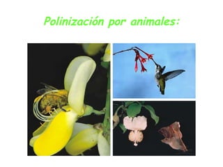 Polinización por animales: 