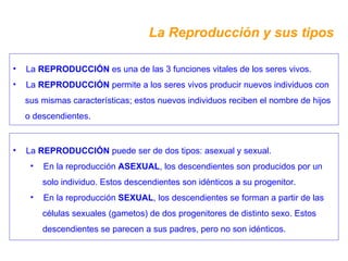 La Reproducción y sus tipos La  REPRODUCCIÓN  es una de las 3 funciones vitales de los seres vivos. La  REPRODUCCIÓN  permite a los seres vivos producir nuevos individuos con sus mismas características; estos nuevos individuos reciben el nombre de hijos o descendientes. La  REPRODUCCIÓN  puede ser de dos tipos: asexual y sexual. En la reproducción  ASEXUAL , los descendientes son producidos por un solo individuo. Estos descendientes son idénticos a su progenitor. En la reproducción  SEXUAL , los descendientes se forman a partir de las células sexuales (gametos) de dos progenitores de distinto sexo. Estos descendientes se parecen a sus padres, pero no son idénticos. 