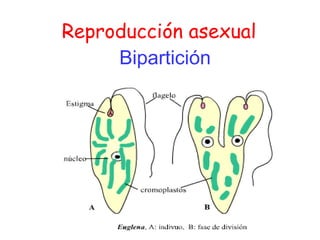 Bipartición Reproducción asexual 