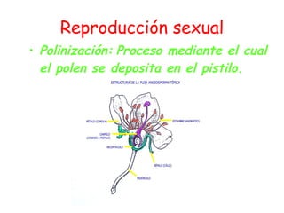 Reproducción sexual Polinización:   Proceso mediante el cual el polen se deposita en el pistilo. 