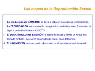 Las etapas de la Reproducción Sexual La producción de GAMETOS : se lleva a cabo en los órganos reproductores. La FECUNDACIÓN : es la unión de dos gametos de distinto sexo. Esta unión da lugar a una célula llamada CIGOTO. El DESARROLLO del  EMBRIÓN : el cigoto se divide y forma un nuevo ser, llamado embrión, que se irá desarrollando con el paso del tiempo. 4.  El NACIMIENTO : ocurre cuando el embrión ha alcanzado su total desarrollo. 
