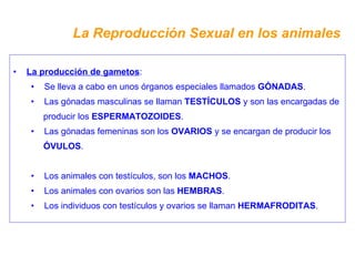 La Reproducción Sexual en los animales La producción de gametos : Se lleva a cabo en unos órganos especiales llamados  GÓNADAS . Las gónadas masculinas se llaman  TESTÍCULOS  y son las encargadas de producir los  ESPERMATOZOIDES . Las gónadas femeninas son los  OVARIOS  y se encargan de producir los ÓVULOS . Los animales con testículos, son los  MACHOS . Los animales con ovarios son las  HEMBRAS . Los individuos con testículos y ovarios se llaman  HERMAFRODITAS . 