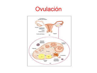 Ovulación 