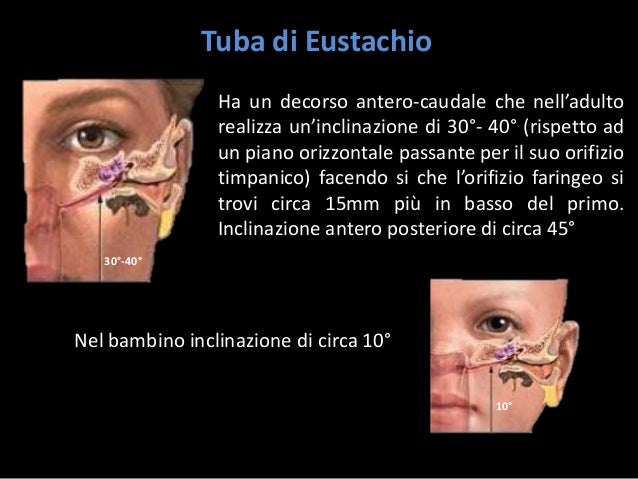 la-funzione-nasale-e-tubarica