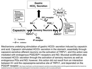 Mechanisms underlying stimulation of gastric HCO3- secretion induced by capsaicin
and acid. Capsaicin stimulated HCO3- secretion in the stomach, essentially through
capsaicin-sensitive afferent neurons via the activation of TRPV1, and this action was
mediated with endogenous PGE2/EP1 receptors and NO. Mucosal acidification also
increased HCO3- secretion through the activation of sensory neurons as well as
endogenous PGs and NO; however, this action did not result from an interaction
between H+ and the capsazepine-sensitive site of TRPV1, and depended on the
PGI2/IP receptor. http://www.intechopen.com/books/capsaicin-sensitive-neural-afferentation-and-the-gastrointestinal-tract-from-bench-to-
bedside/mechanism-of-capsaicin-stimulated-gastric-hco3-secretion-comparison-with-mucosal-acidification
 