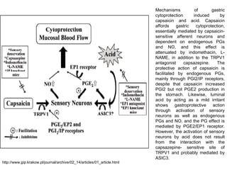 Mechanisms of gastric
cytoprotection induced by
capsaicin and acid. Capsaicin
affords gastric cytoprotection,
essentially mediated by capsaicin-
sensitive afferent neurons and
dependent on endogenous PGs
and NO, and this effect is
attenuated by indomethacin, L-
NAME, in addition to the TRPV1
antagonist capsazepine. The
protective action of capsaicin is
facilitated by endogenous PGs,
mainly through PGI2/IP receptors,
despite that capsaicin increased
PGI2 but not PGE2 production in
the stomach. Likewise, luminal
acid by acting as a mild irritant
shows gastroprotective action
through activation of sensory
neurons as well as endogenous
PGs and NO, and the PG effect is
mediated by PGE2/EP1 receptor.
However, the activation of sensory
neurons by acid does not result
from the interaction with the
capsazepine- sensitive site of
TRPV1 and probably mediated by
ASIC3.
http://www.jpp.krakow.pl/journal/archive/02_14/articles/01_article.html
 