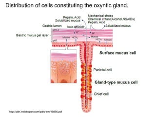 Distribution of cells constituting the oxyntic gland.
http://cdn.intechopen.com/pdfs-wm/19866.pdf
 