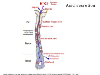 Acid secretion
https://classconnection.s3.amazonaws.com/18/flashcards/2532018/png/parietal11361664671791.png
 
