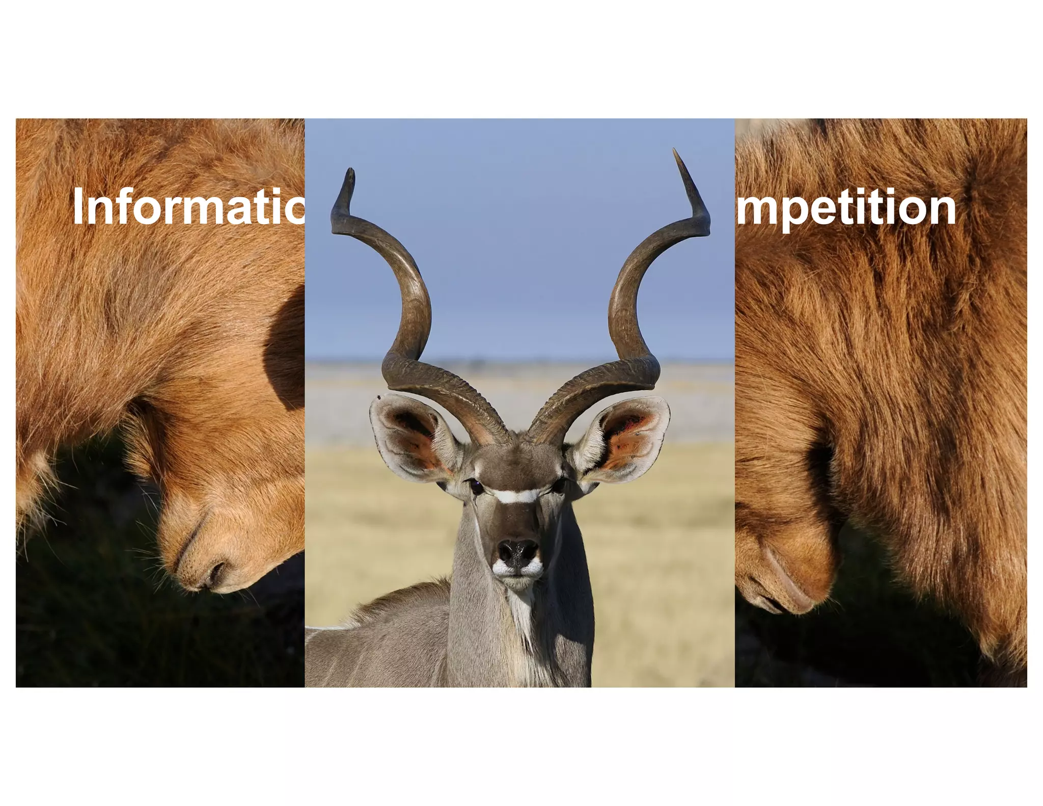 Information Industry and Competition
 