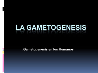 LA GAMETOGENESIS
Gametogenesis en los Humanos
 