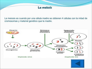 La meiosis
La meiosis es cuando por una célula madre se obtienen 4 células con la mitad de
cromosomas y material genético que la madre.

 