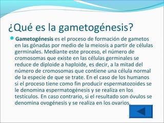 ¿Qué es la gametogénesis?
Gametogénesis es el proceso de formación de gametos

en las gónadas por medio de la meiosis a partir de células
germinales. Mediante este proceso, el número de
cromosomas que existe en las células germinales se
reduce de diploide a haploide, es decir, a la mitad del
número de cromosomas que contiene una célula normal
de la especie de que se trate. En el caso de los humanos
si el proceso tiene como fin producir espermatozoides se
le denomina espermatogénesis y se realiza en los
testículos. En caso contrario, si el resultado son óvulos se
denomina ovogénesis y se realiza en los ovarios.

 