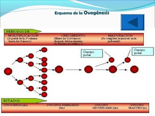 Esquema de la Ovogénesis

 
