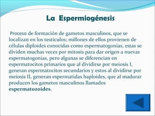 La Espermiogénesis
Proceso de formación de gametos masculinos, que se
localizan en los testículos; millones de ellos provienen de
células diploides conocidas como espermatogonias, estas se
dividen muchas veces por mitosis para dar origen a nuevas
espermatogonias, pero algunas se diferencian en
espermatocitos primarios que al dividirse por meiosis I,
generan espermatocitos secundarios y estos al dividirse por
meiosis II, generan espermatidas haploides, que al madurar
producen los gametos masculinos llamados
espermatozoides.

 