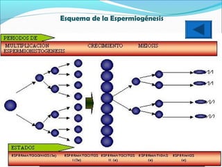 Esquema de la Espermiogénesis

 