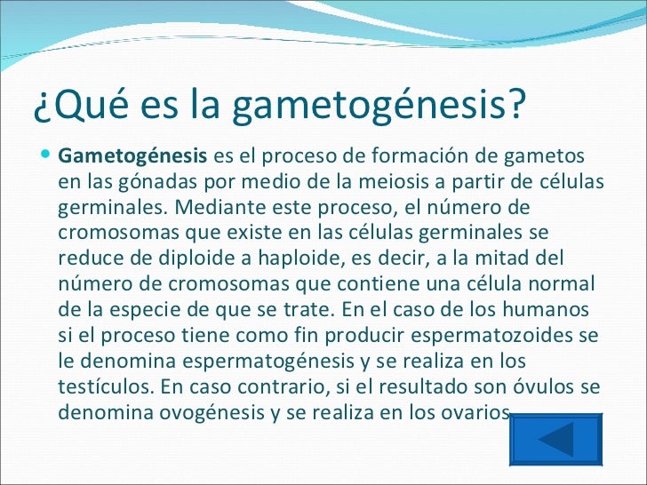 La Gametogénesis