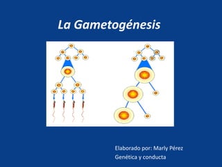 La Gametogénesis
Elaborado por: Marly Pérez
Genética y conducta
 