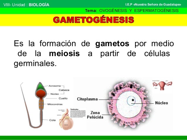 La gametogénesis