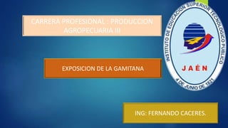 CARRERA PROFESIONAL : PRODUCCION
AGROPECUARIA III
ING: FERNANDO CACERES.
EXPOSICION DE LA GAMITANA
 