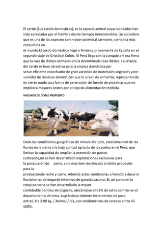 El cerdo (Sus scrofa domesticas), es la especie animal cuyas bondades han
sido apreciadas por el hombre desde tiempos inmemorables. Se considera
que es una de las especies con mayor potencial carnicero, siendo la más
consumida en
el mundo.El cerdo doméstico llegó a América proveniente de España en el
segundo viaje de Cristóbal Colón. Al Perú llega con la conquista y sea firma
que la raza de dichos animales era la denominada raza ibérica. La crianza
del cerdo se hace atractiva para la crianza doméstica por
serun eficiente cosechador de gran variedad de materiales vegetales ycon
sumidor de residuos domésticos que le sirven de alimento, representando
en cierto modo una forma de generación de fuente de proteínas que no
implicará mayores costos por el tipo de alimentación recibida
VACUNOS DE DOBLE PROPOSITO




Dada las condiciones geográficas de relieve abrupto, estacionalidad de las
lluvias en la sierra y la baja aptitud agrícola de los suelos en el Perú, que
limitan la capacidad de ampliar la extensión de pastos
cultivados,no se han desarrollado explotaciones exclusivas para
la producción de carne, sino mas bien destinadas al doble propósito
para la
producciónde leche y carne. Además estas condiciones a llevado a desarro
llarsistemas de engorde intensivo de ganado vacuno. Es así como en la
costa peruana se han desarrollado la mayor
cantidadde Centros de Engorde, ubicándose el 61% de estos centros en el
departamento de Lima. Lográndose obtener incrementos de peso
entre1.8 a 2.00 kg. / Animal / día, con rendimientos de carcasa entre 45
y50%.
 