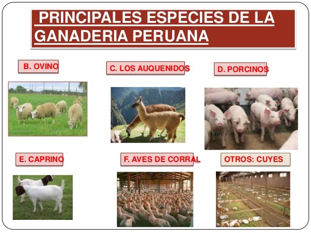 Tipos De Ganado En El Peru