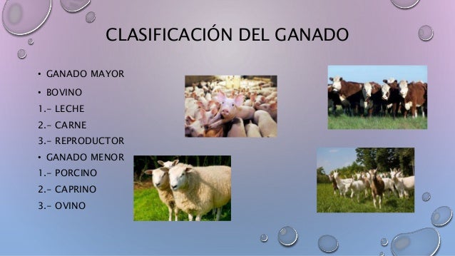 La ganadería