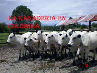 LA GANADERIA EN
COLOMBIA
 